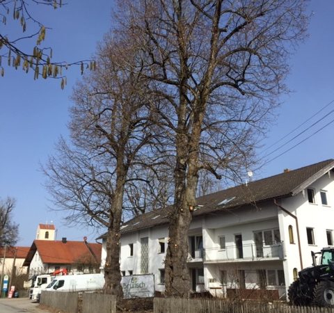 Linden_Straßlach
